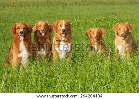 Group of dogs Nova scatia duck tolling retriever sitting in the grass