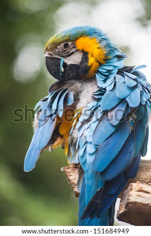 blue parrot grooming feathers