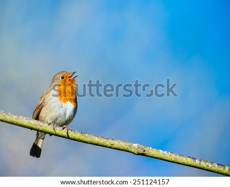cute little robin bird singing on a tree branch