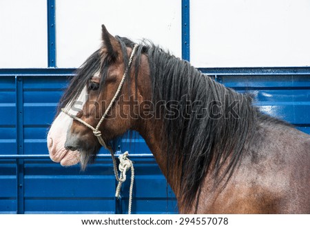 side profile of a horse in front of a trailer at a horse fair