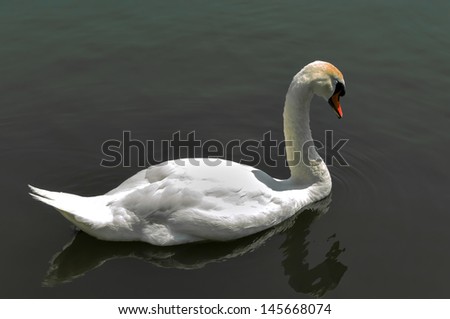 Single white Swan on a lake swimming away