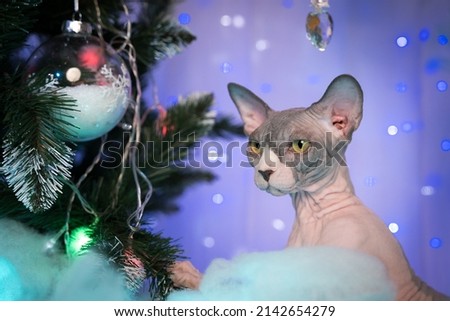 Similar – Image, Stock Photo Hairless cat sitting near crop owners