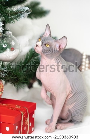 Similar – Image, Stock Photo Hairless cat sitting near crop owners