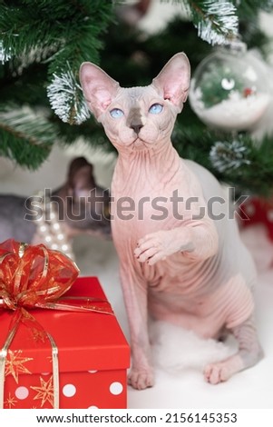 Similar – Image, Stock Photo Hairless cat sitting near crop owners