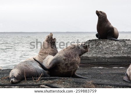 Nature of Kamchatka: rookery Steller Sea Lion or Northern Sea Lion (Eumetopias Jubatus). Avacha Bay, Petropavlovsk-Kamchatsky, Kamchatka Peninsula, Russia