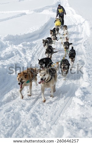 KAMCHATKA, RUSSIA - MARCH 3, 2014: Running dog team Kamchatka musher Kutynkovav Eugene. Traditional Kamchatka Dog Sledge Racing \