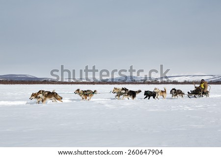KAMCHATKA, RUSSIA - MARCH 3, 2014: Running dog team Kamchatka musher Nivani Ivan. Traditional Kamchatka Sled Dog Race \