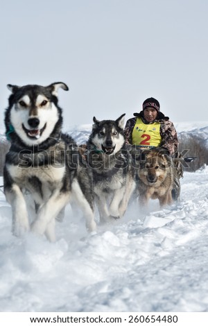 KAMCHATKA, RUSSIA - MARCH 3, 2014: Running dog sledge team Kamchatka musher Apki Vladimir. Traditional Kamchatka extreme Dog Sledge Race \