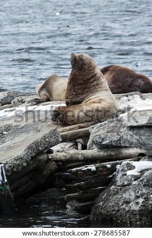 Nature of Kamchatka: rookery Northern Sea Lion or Steller Sea Lion (Eumetopias Jubatus). Russia, Kamchatka Peninsula, Avachinskaya Bay, Petropavlovsk-Kamchatsky.