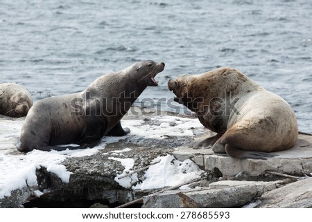 Nature of Kamchatka: rookery Steller Sea Lion or Northern Sea Lion (Eumetopias Jubatus). Russia, Kamchatka Peninsula, Avachinskaya Bay, Petropavlovsk-Kamchatsky City.