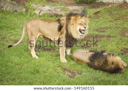 Lions having arguments in a zoo.