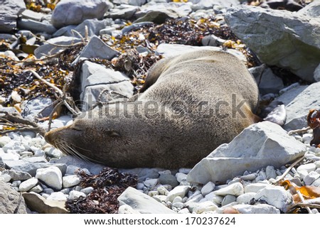 A quiet and calm fur seal sleeping in the beach of Kaikoura, New Zealand.