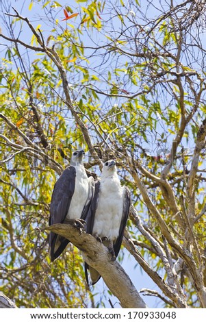 A couple of White-bellied Fish Eagle in Kakadu National Park, Australia, sitting together on the branch of a tree.