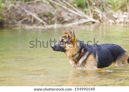 A cute dog inside the river water quiet and calm.