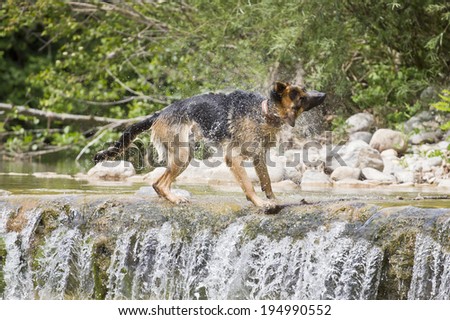 Young German Shepherd dog shaking off in the river.