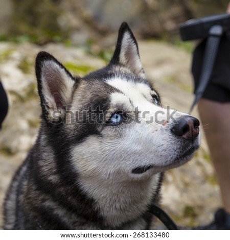 Domestic blue eyed Husky dog head portrait tied with a belt on a calm scene.