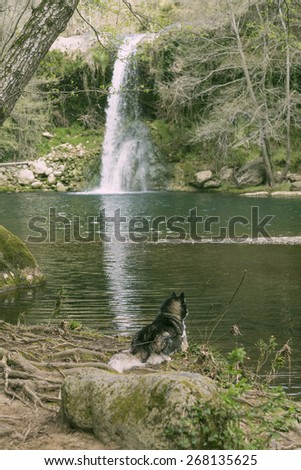 Quiet Husky siberian dog on the shore of a waterfall pond on a green landscape scene.