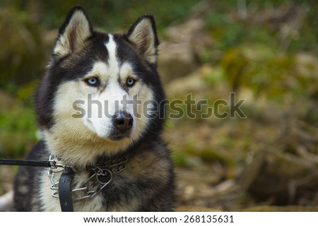 Cute Siberian Husky dog head portrait with bright blue eyes and a cute expression on a nature blurred background scene.