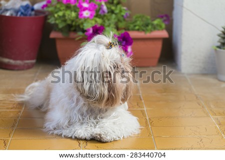 Shi tzu cute puppy hairy dog lying on the floor on a garden