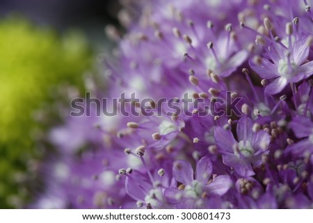 Purple pistil flowers macro on a garden still