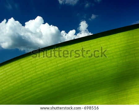 Macro of a green leaf with a blue sky with white clouds as background - ecology concept, copy space