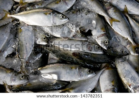 Fresh Tuna Fish lay on Tray, are cover with ice to keep fresh.