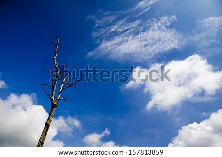 Shape of Leaf out Tree on Sky and white Cloud at sunrise .Worm eye view shot.