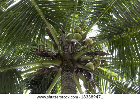 Green Coconut fruit on Coconut tree.sky is white at mid day. photo with  worm\'s eye view.
