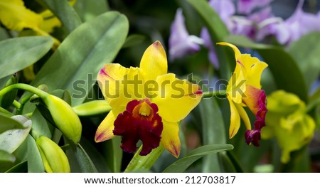 Two blossom yellow orchid in center,background are bud and orchid leafkage.