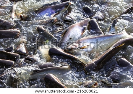 Iridescent shark or Catfish in fish farm snatch to feed.