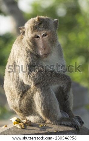 Monkey sit and look fixedly straight.Out of focus background.