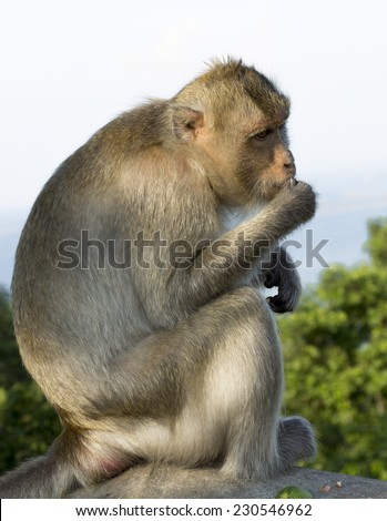 Monkey sit and eat fruit.It look fixedly straight.Out of focus background.
