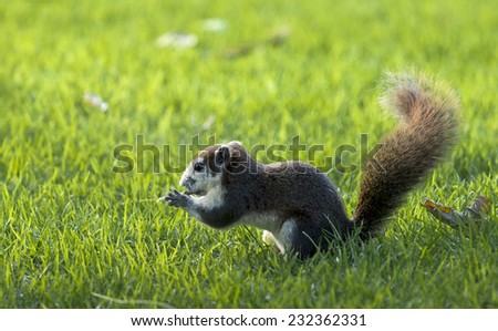 Squirrel eat fruit. Sit in grass.Background and Foreground are grass out of focus.
