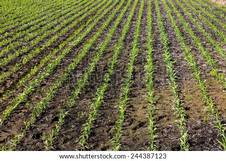 Raw of green young corn in corn farm.