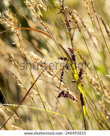 Ear of flower grass with back lighting.Like grass in savanna field.