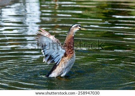 Duck waving wings on the pond. The water in the reflection of colorful green trees.