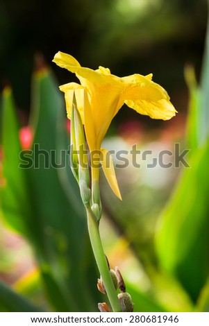 Yellow Canna flower on out of background. Back lighting.