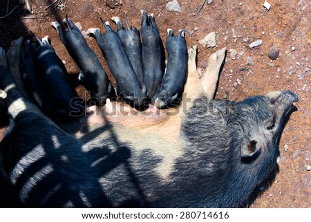 The mother pig lay down to let her kids to  milk feeding her little piglets.
