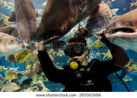 SUPANBURI,THAILAND-17 MAY 2014: Diver show feed fish under water in tunnel aquarium.