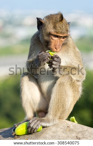 Monkey sit and eat cucumber.Out of focus background.