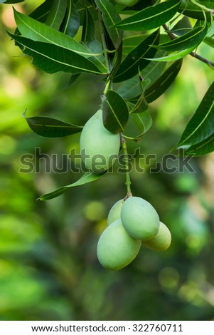 Green Plum Mango or another name is Marian Plum,just raw,hang on branch in orchard.