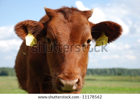 A funny picture of a cow