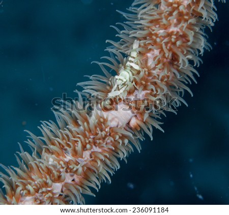Crinoid shrimp (Periclimenes cornutus) camoflaged in wip coral on a coral reef in the Indian Ocean, Zanzibar