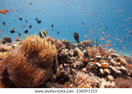 Myriad of reef fish swimming through beautiful aquarium like coral sea landscape of soft and hard corals and anemones on a coral reef in the Indian Ocean, Zanzibar