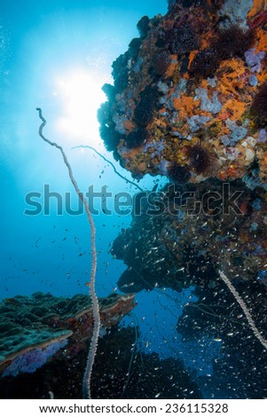 Coral bommies encrusted with sponge and surrounded by reef fish, soft coral, hard coral, whip coral with rays of sun coming down from the surface