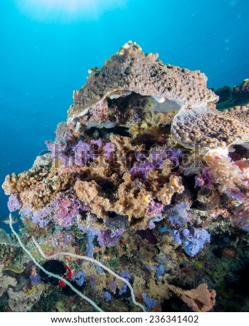 Hard coral on top of a coral bommie covered in blue and purple soft corals set against a blue background with rays of sun in a beautiful aquarium like coral sea landscape in the Indian Ocean, Zanzibar
