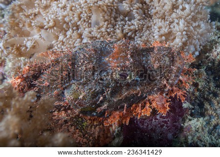 Bearded, tasseled or smallscale scorpion fish (Scorpaenopsis oxycephala) sitting coral on a coral reef in the Indian Ocean, Zanzibar