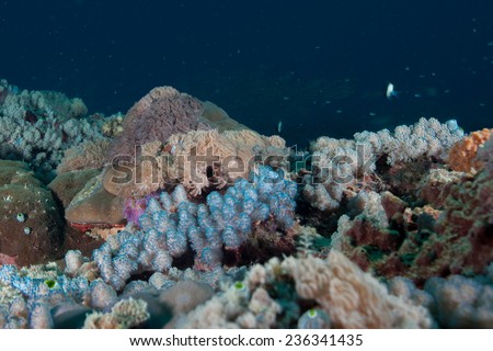 Hard and soft coral aquarium like coral sea landscape of blue and purple with a deep blue background in the Indian Ocean, Zanzibar