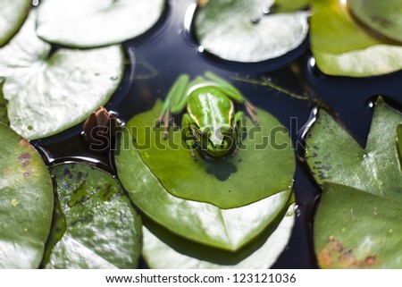 Green Frog/ small green frog on a lily pad in a pond