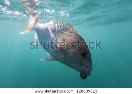 Snapper fish/ a red snapper caught on a fish hook